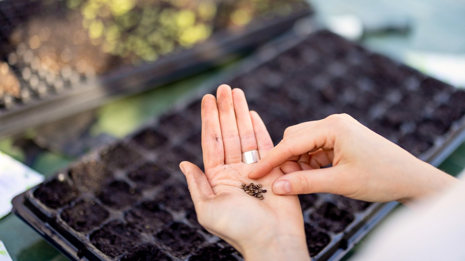 Close up of woman's hands holding brown seeds over large black seed tray filled with soil.