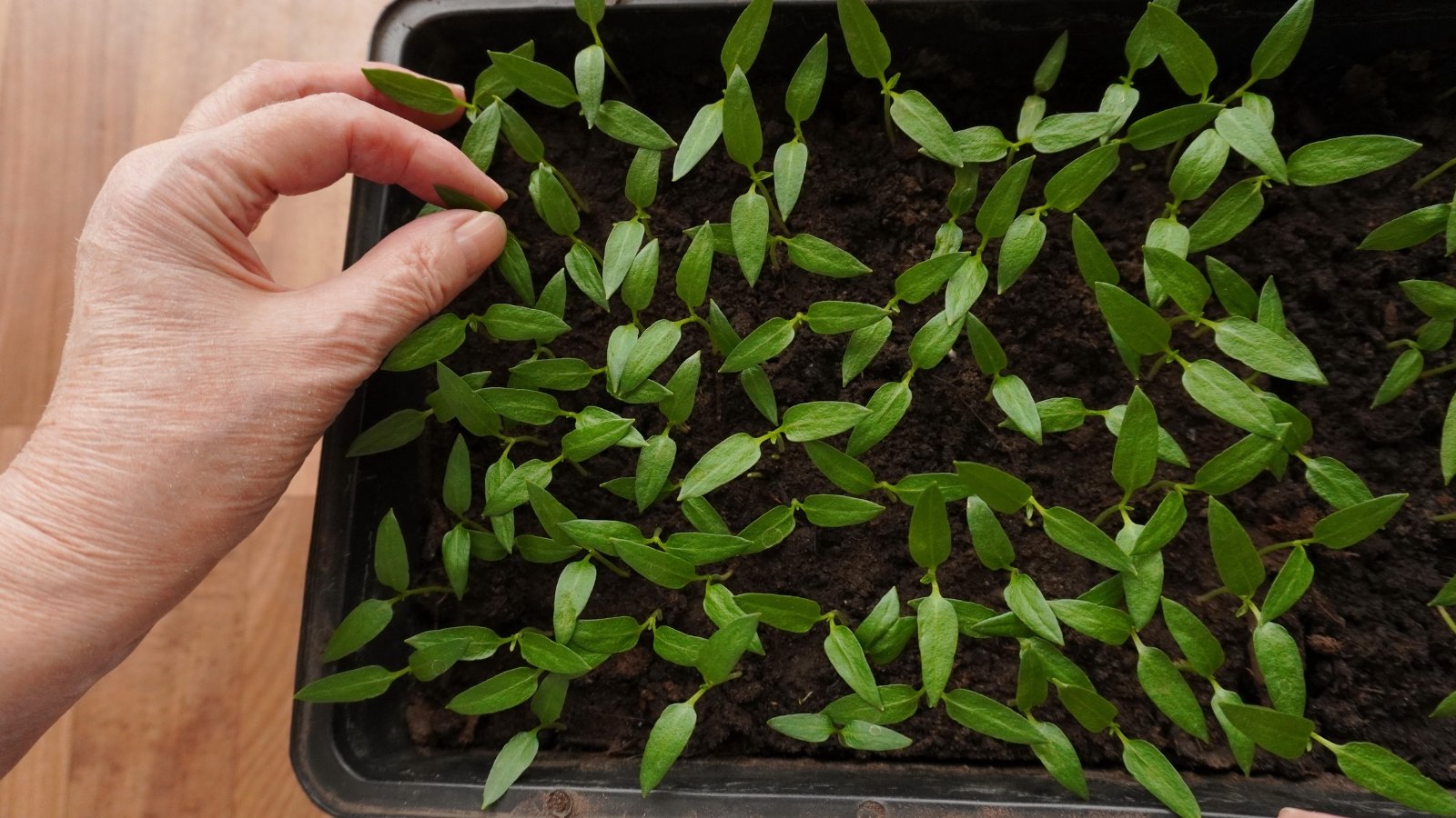 A hand gently pulling out small seedlings with green leaves from a densely packed tray.