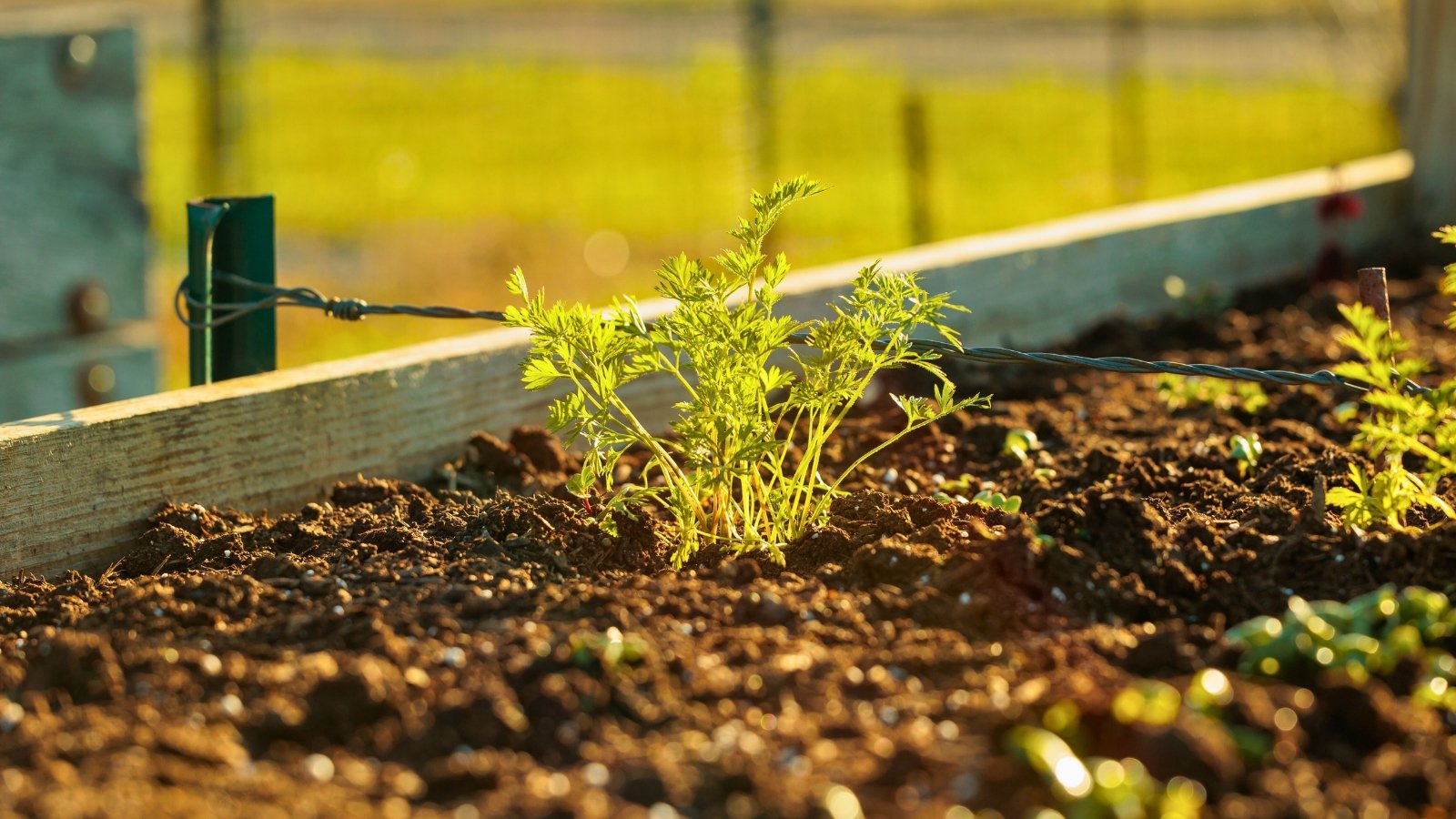 A thriving young carrot plant bathed in sunset hues
