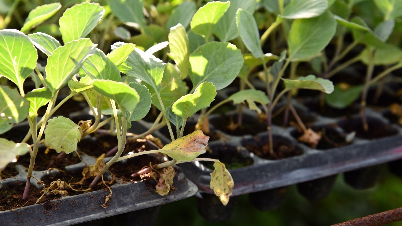 Close-up of a seed tray with young cabbage seedlings showing signs of damping off.