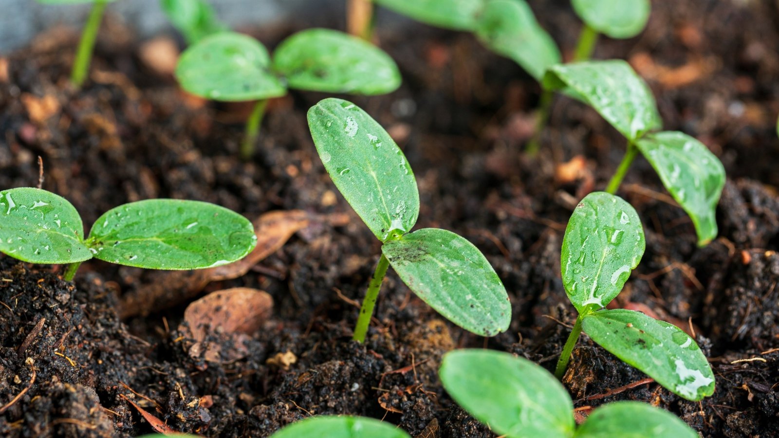 Small seedlings with rounded green leaves growing from moist soil.