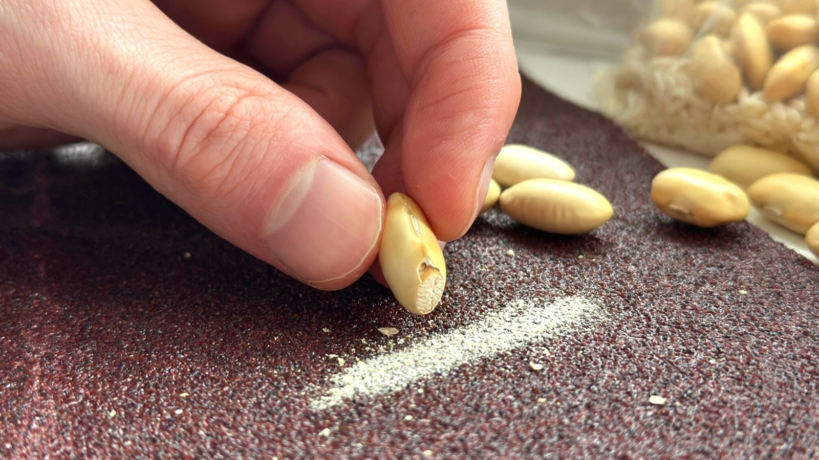 Scarify seeds. Close-up of a man's hand scarifying bean seeds with sandpaper on a white table.