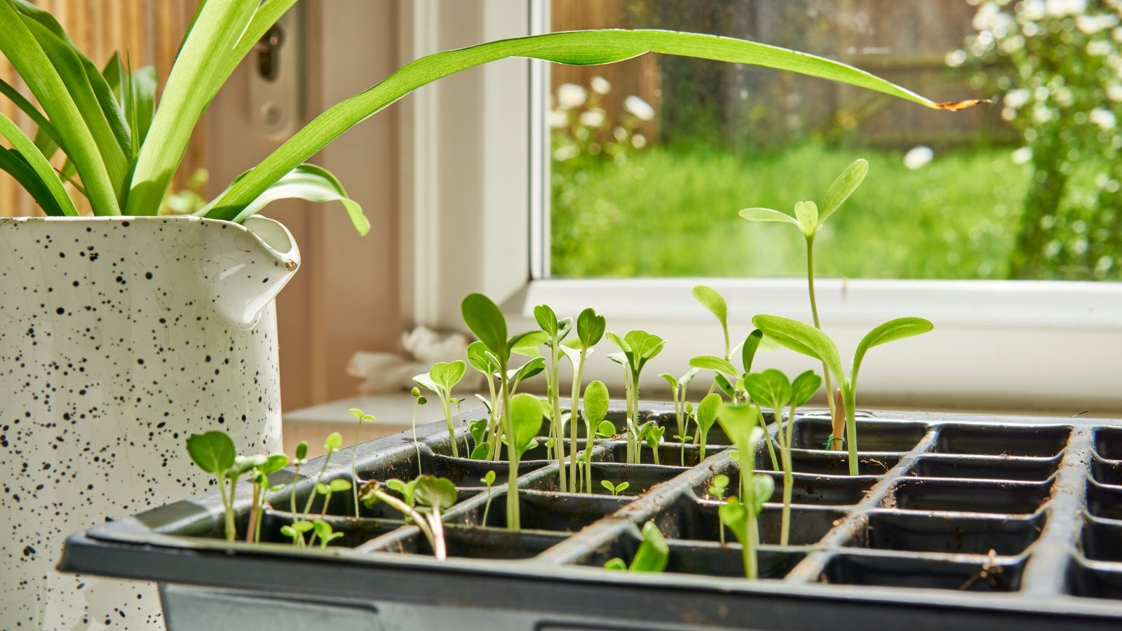 Seedlings in black trays with tender stems and small leaves placed on a windowsill.