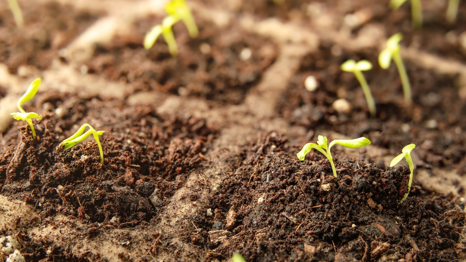 Several young sprouts with tiny green leaves breaking through dark, moist soil.