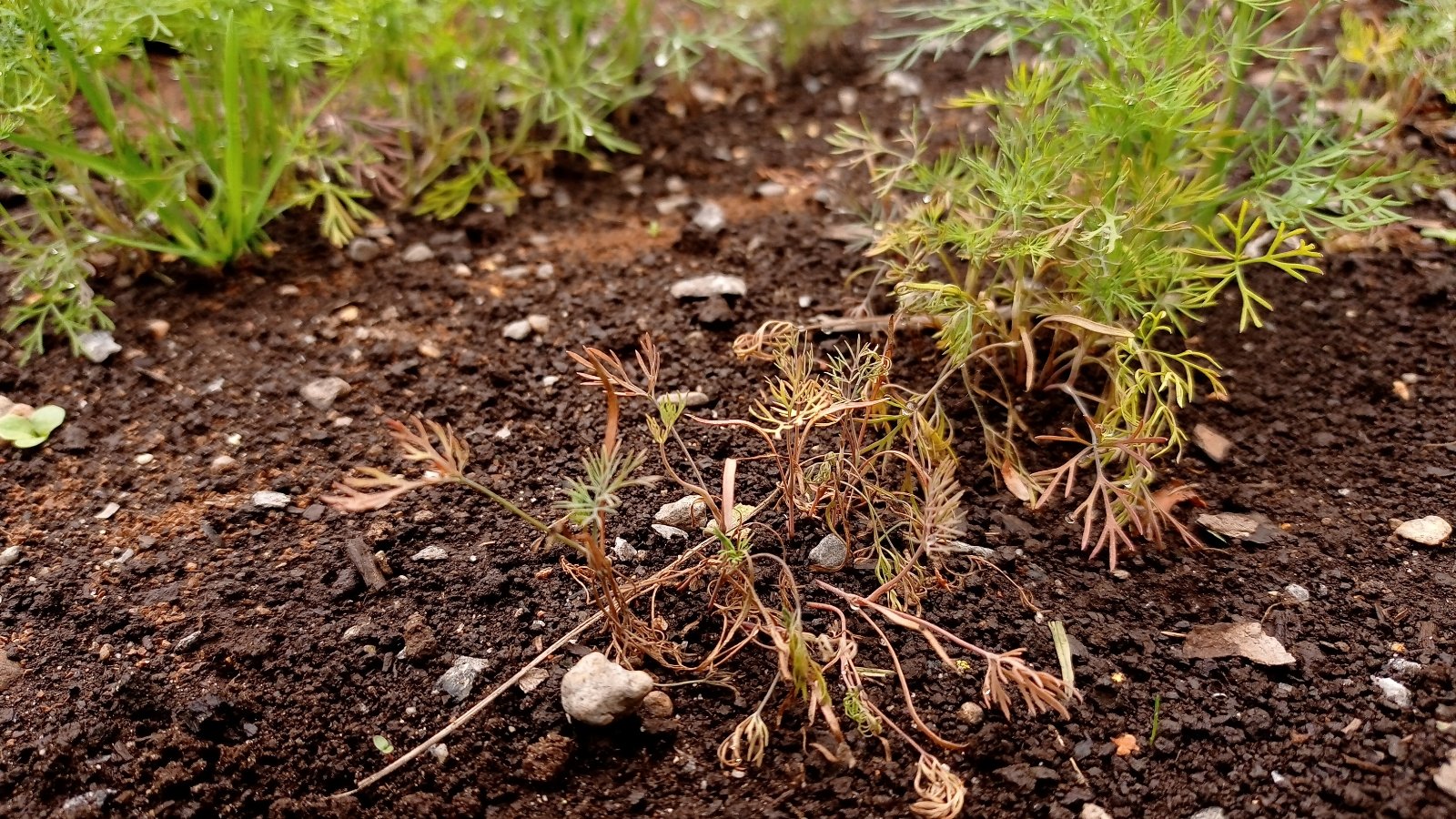 Sprouted seeds with drooping stems and fading leaves in dry soil.